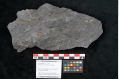 Foto (Objekt + Etikett) von Noeggerathia palmaeformis Goeppert (NHMW-GEO-2024-0188-10730)